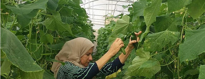 The National Bank and SANAD partner to support MSMEs and low-income households in Palestine