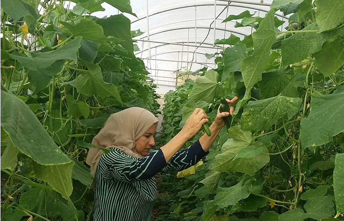 The National Bank and SANAD partner to support MSMEs and low-income households in Palestine